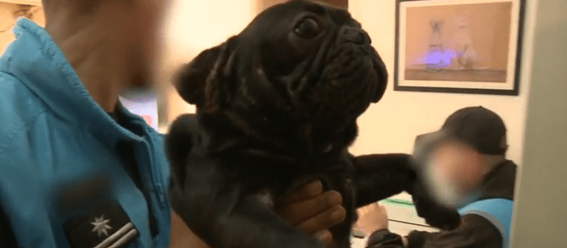 Rescataron a 26 perros de un criadero ilegal que funcionaba en un departamento de Villa Crespo