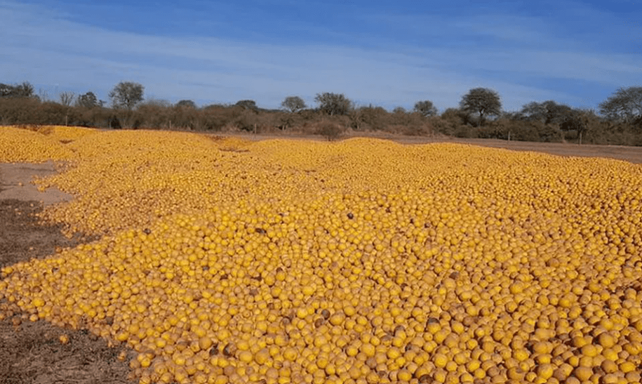 En crisis por la falta de precios, productores de limones en Salta tiran la cosecha