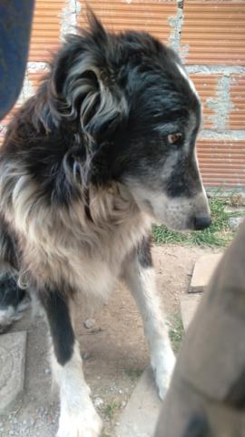 Perro perdido