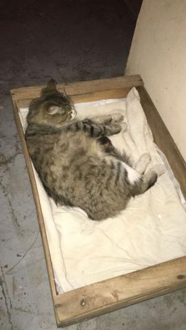 Una gatita y sus dos bebés buscan un hogar de tránsito