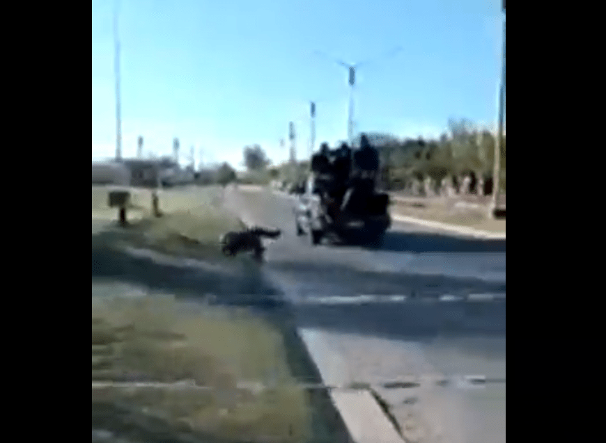 Un oficial de policía de Santa Fe se cayó de una camioneta en pleno operativo