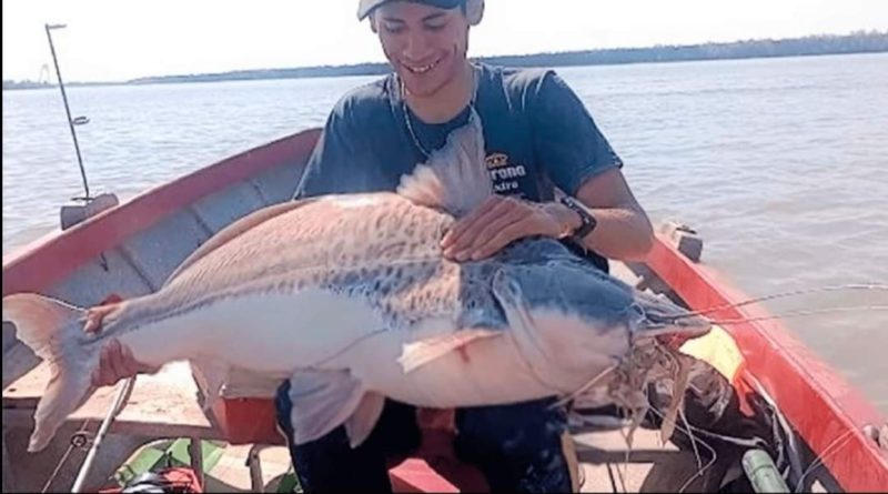 Ramallo: pescan un patí de casi 25 kilos en el río Paraná