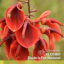 22 de Noviembre DIA DE NUESTRA FLOR NACIONAL.