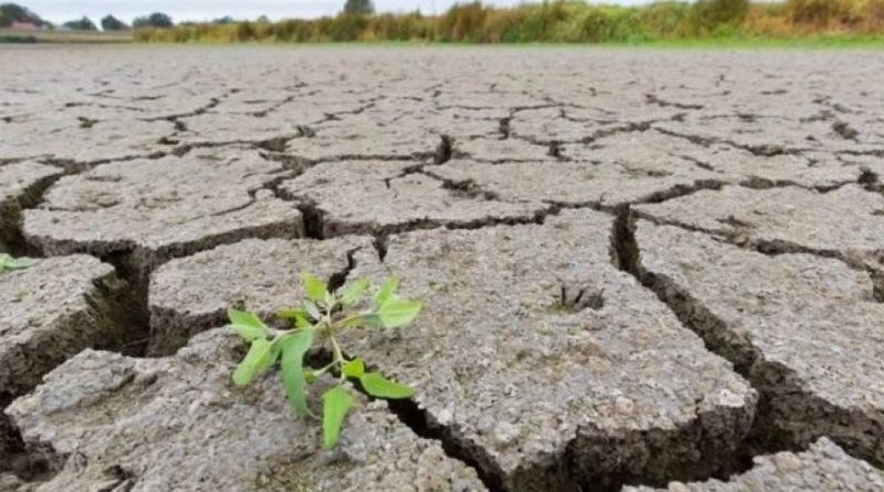 Sequía: San Pedro entre los municipios en los que se declarará la emergencia agropecuaria