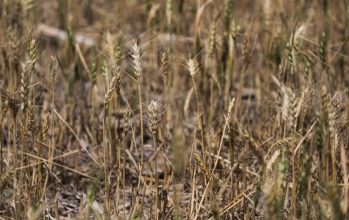 Cuáles son las zonas más afectadas por la sequía y el calor que podrían generar pérdidas por más de USD 12.000 millones