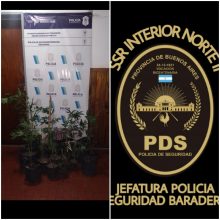 Secuestraron macetas de marihuana