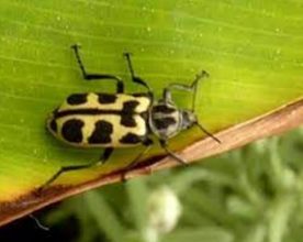 LA QUE NOS FALTABA: DETECTAN EN 25 DE MAYO LA EXISTENCIA DEL  INSECTO LLAMADO «7 DE ORO»  EL SECTOR AGROPECUARIO EN ALERTA.