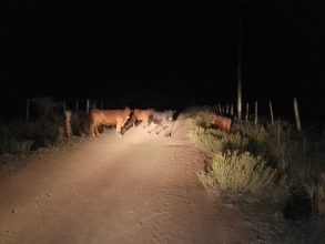 Encontraron vacunos robados, estaban en San Antonio de Areco