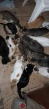 Si querés donar alimento o adoptar un gatito, llegó tu oportunidad