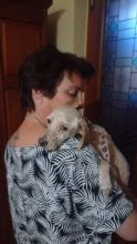Una perrita busca un hogar