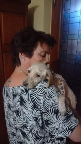 Una perrita busca un hogar