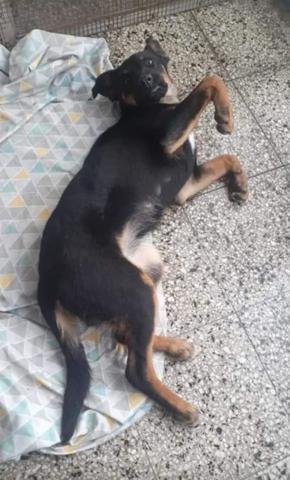 Una perrita busca un hogar