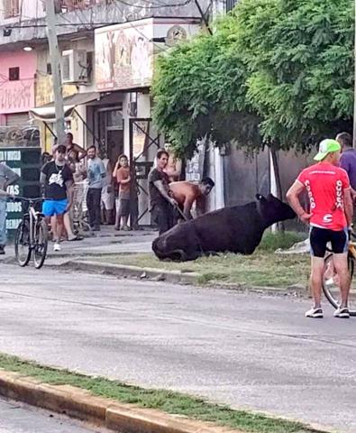 Vecinos saquearon un camión con ganado y faenaron a tres vacas en la calle