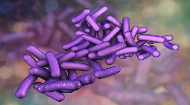Conurbano: qué es la Shigella, la bacteria que mató a dos hombres por comer achuras