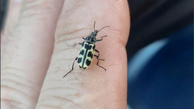 Ni vaquitas de San Antonio ni moscas amarillas, los llamativos insectos que coparon La Florida