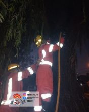 Incendio de árbol sobre la costa