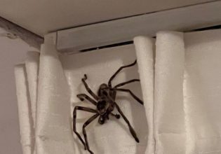 Fue de vacaciones a Pinamar y su encuentro con una araña gigante se volvió viral: «Eso tiene DNI y tributa en AFIP»