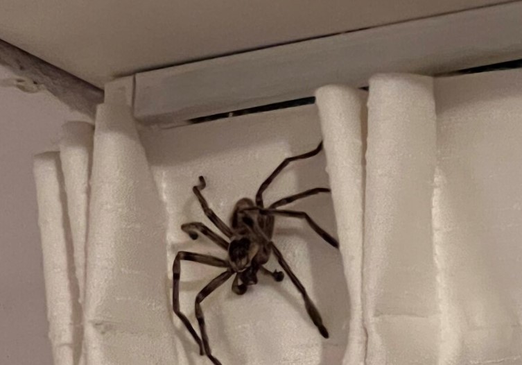 Fue de vacaciones a Pinamar y su encuentro con una araña gigante se volvió viral: «Eso tiene DNI y tributa en AFIP»