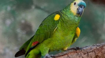 Psitacosis en Santa Fe: murió uno de los pacientes que estaba internado por la “gripe del loro”