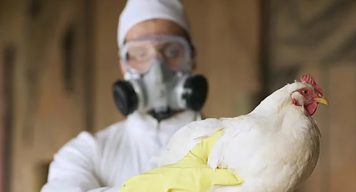 Gripe aviar: qué es, cómo se transmite y cuál es el riesgo para los humanos