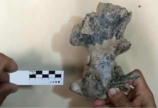 Descubren vértebras fosilizadas de un oso que existió en el norte de Buenos Aires hace unos 200.000 años