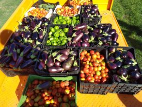 ?? Venta de bolsones de verduras agroecológicas en el Vivero Municipal