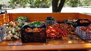 Venta de verduras agroecológicas