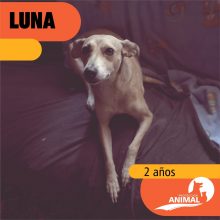 ¡Estas hermosuras necesitan de tu ayuda! ?