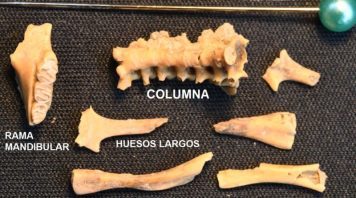 Descubren el fósil de un pequeño roedor con su columna articulada en posición de vida