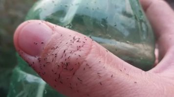 ¿Qué son y cómo se combate a los “bichitos negros” que aparecieron en toda la zona