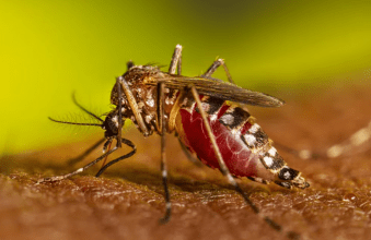 El mapa del dengue en la Argentina: cuáles son los distritos más afectados por el brote