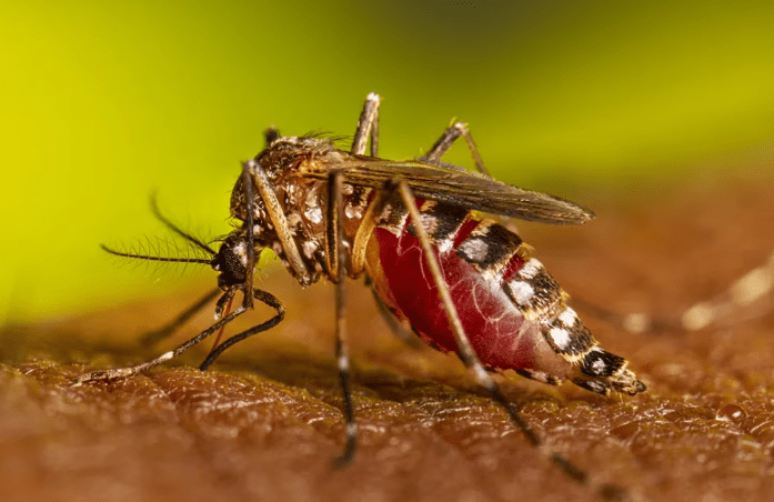 El mapa del dengue en la Argentina: cuáles son los distritos más afectados por el brote