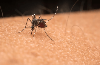 ¿El dengue puede dejar secuelas?: todo lo que hay que saber