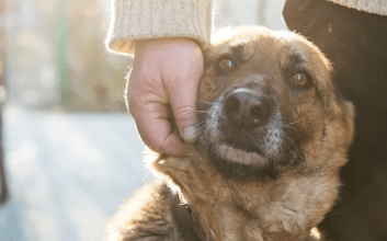 Día del animal: Por qué se celebra el 29 de abril en la Argentina