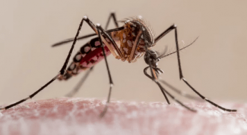 Pico histórico de casos de dengue en Argentina: ya son 71.717 en todo el país