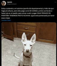 Cuidó a su perra “sobrina” y estalló porque no hace pis en el pasto: “Dale, pedazo de porteña”