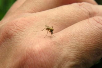 Dengue en Argentina: el número de casos cae por tercera semana consecutiva