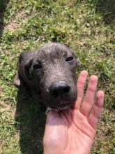 Perrito busca un hogar de tránsito