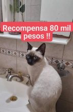 Gatito perdido