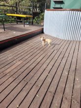 Perrito perdido
