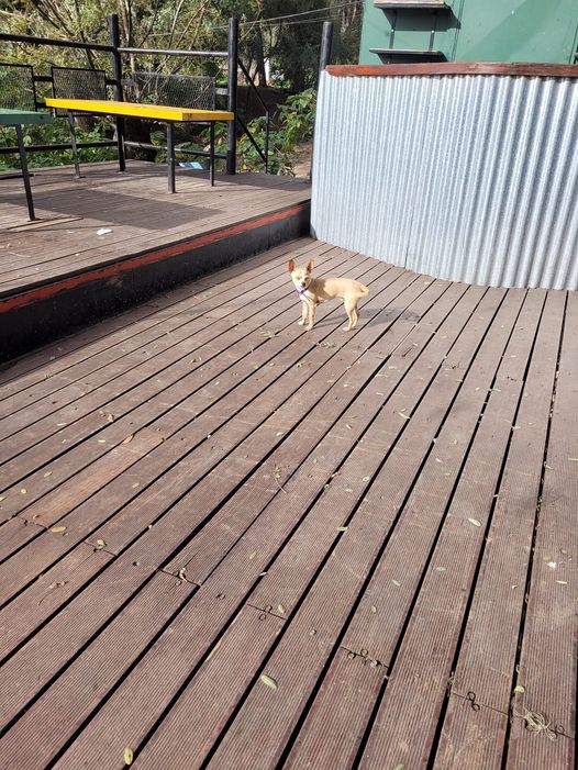 Perrito perdido