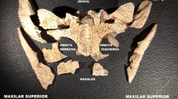 Descubren en San Pedro una nueva especie de anfibio prehistórico