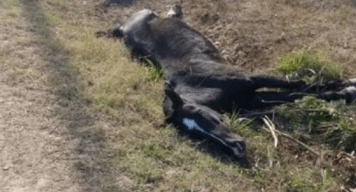 Preocupación por el hallazgo de un caballo muerto en la Ruta 41