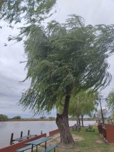 Altura del río Baradero