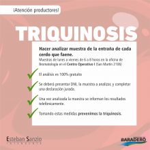 Triquinosis: en Baradero los productores de porcinos pueden realizar el análisis de manera gratuita