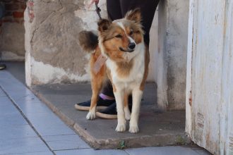 Exitosa jornada de castración masiva en Alsina