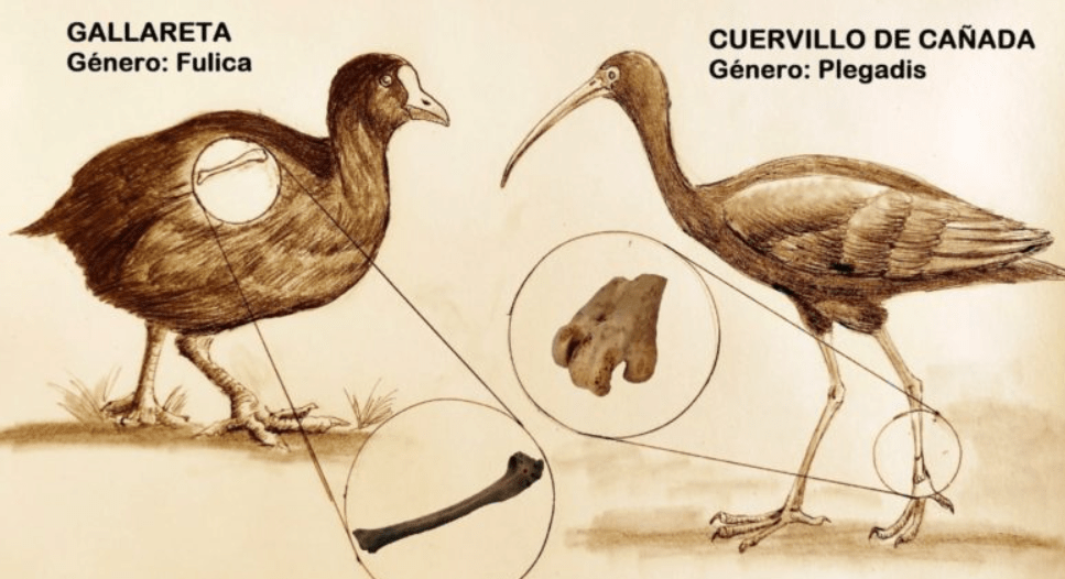 Museo Paleontológico: descubren restos fósiles de dos aves