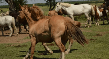 Una ONG necesita con urgencia un campo para reubicar a 132 caballos rescatados de maltrato