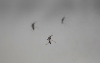 Alerta por una impresionante invasión de mosquitos en el AMBA