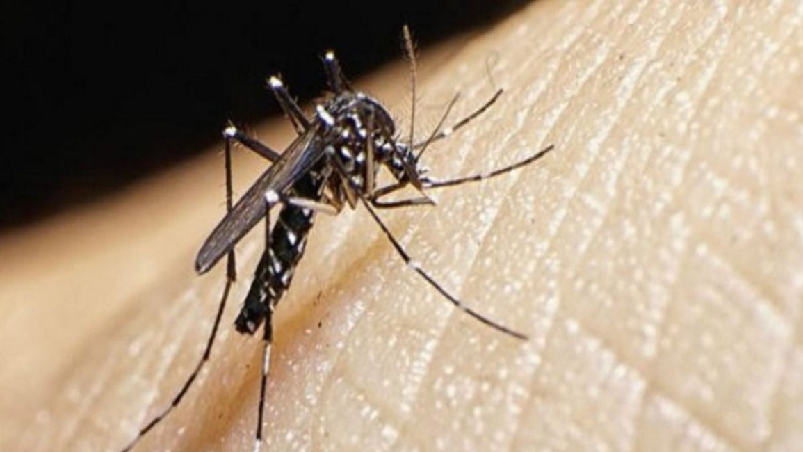 Cambio climático y otras dos razones que explican la epidemia de dengue en Argentina